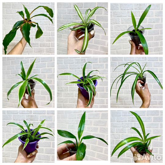 Хлорофитумы много сортов