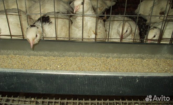 Перепел техасский