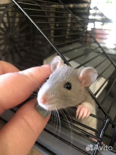 Крыса дамбо с клеткой