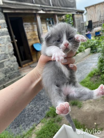 Котята британцы в добрые руки