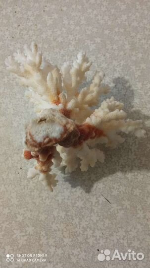 Коралл и ракушки для акваурима