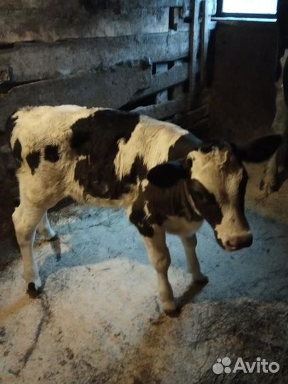 Телята телочки