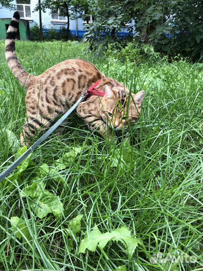 Бенгальский кот вязка москва и московская область