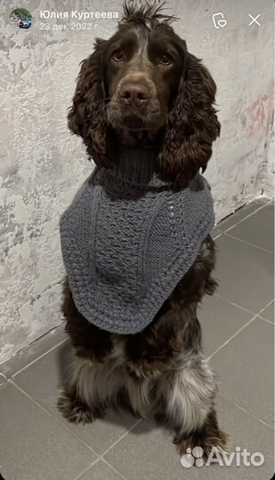 Спаниель ищет подружку