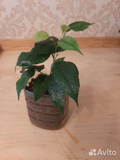 Фикус Даниель и Кинки