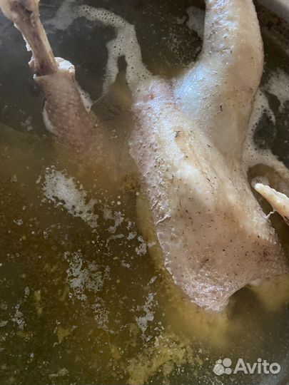 Куры несушки