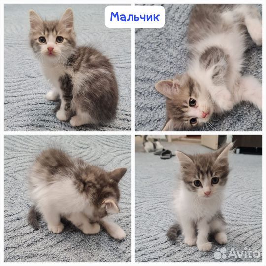 Кошка в дар бесплатно