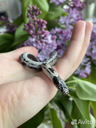 Террариум со змеей