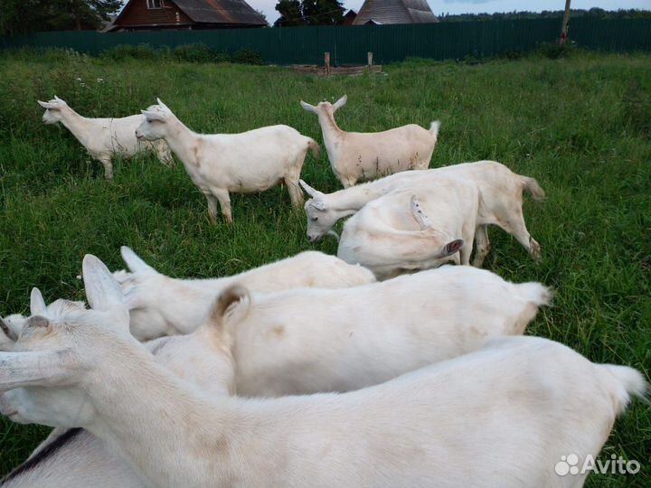 Продам коз зааненской породы