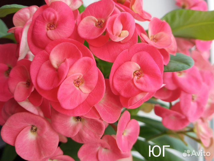 Молочай Миля