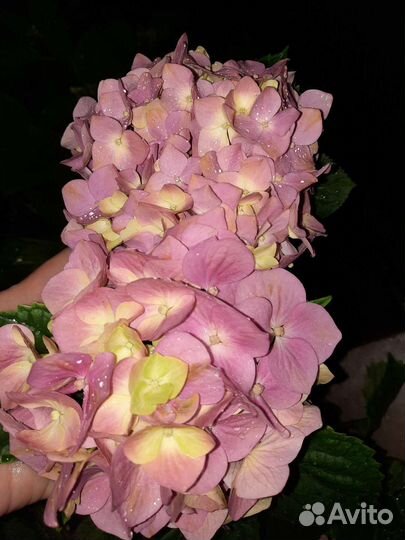 Гортензия крупнолистная