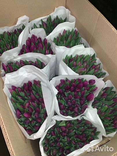Тюльпаны опт и розница