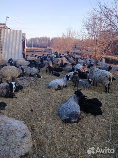 Романовские бараны, овцы