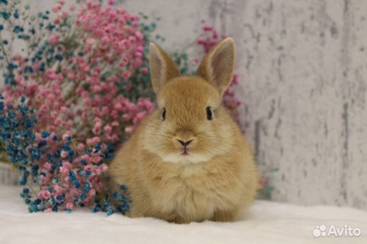 Мини кролики декоративные