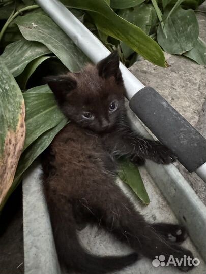 Отдаются в добрые ручки котята