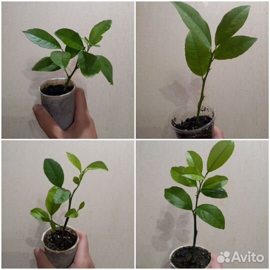 Лимон Павловский, черенки плодоносящие