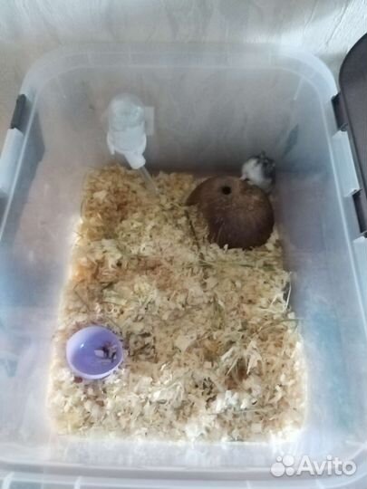 Джунгарский хомяк