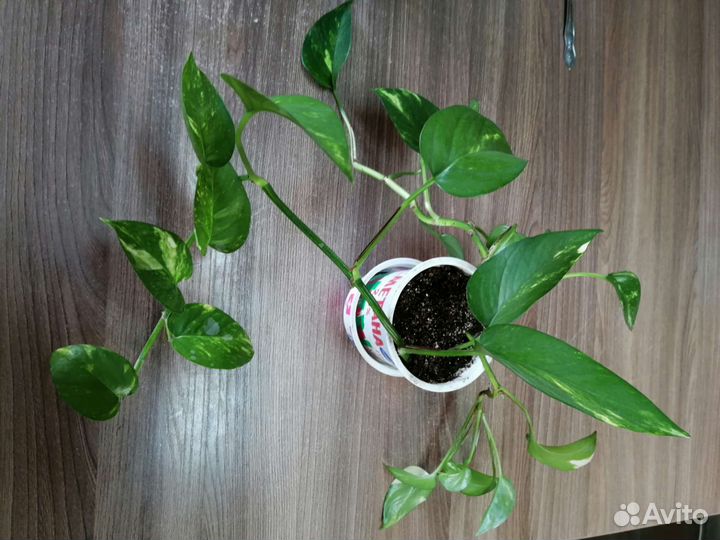 Сциндапсус