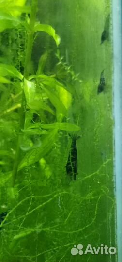 Креветки блю дрим