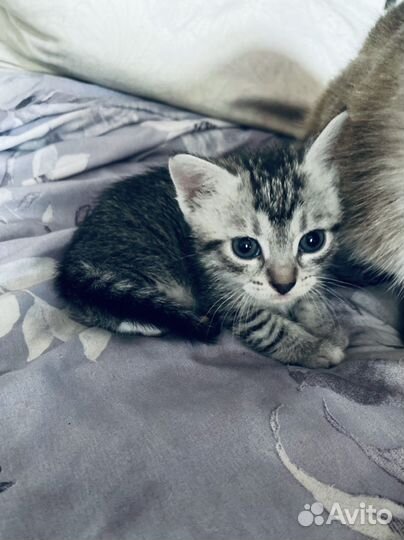 Котята в добрые руки мальчики