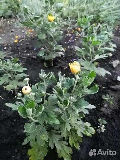 Хризантема