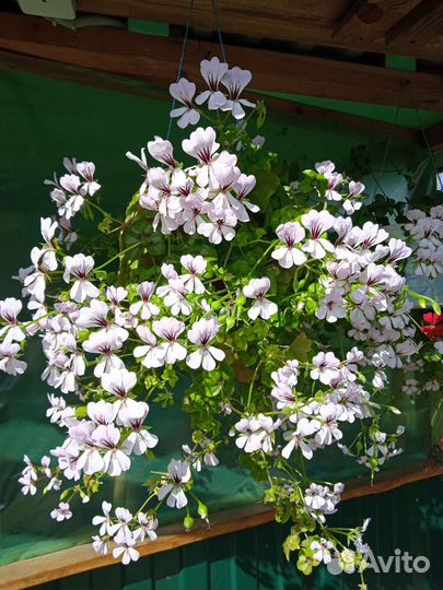 Плющелистная пеларгония