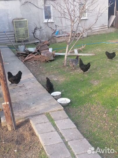 Куры и цыплята