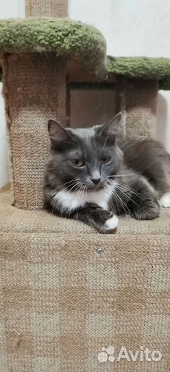 Кошки и коты в дар