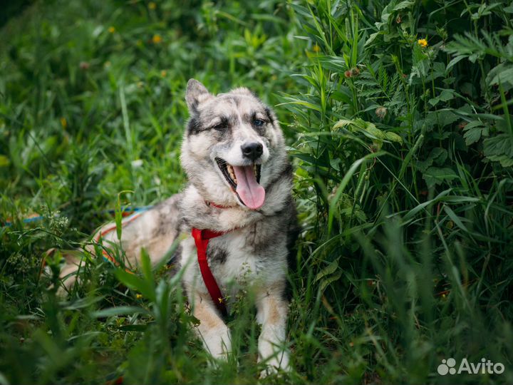 Мраморная ласковая 