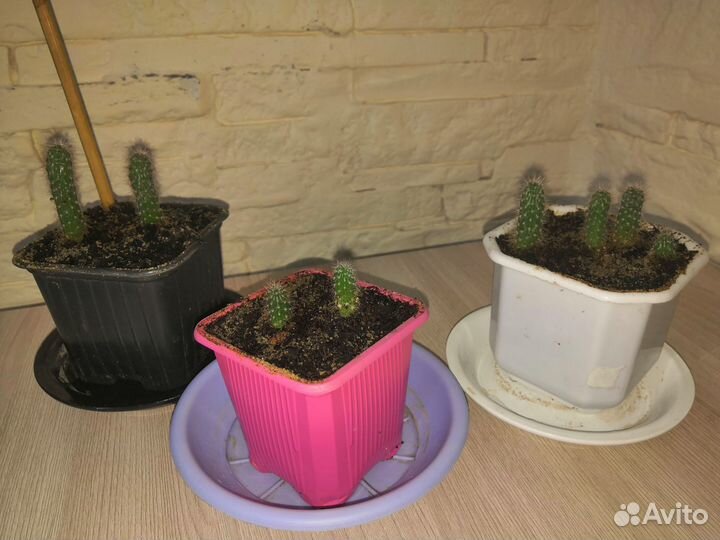 Кактусы редкие