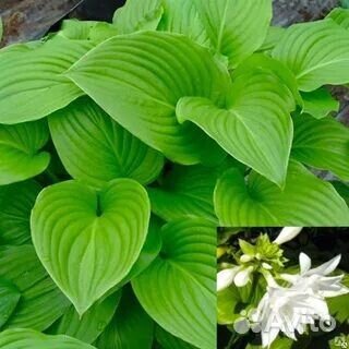 Магония падуболистная,бадан,хоста,спирея японская