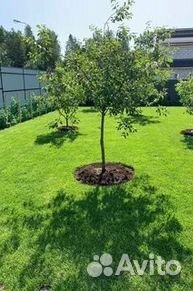 Гидропосев