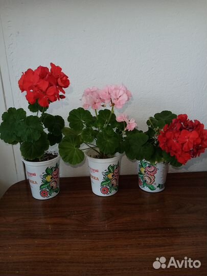 Герань, денежное дерево и фиалка