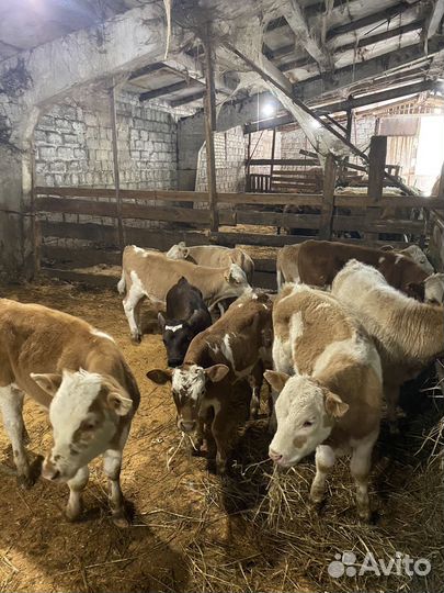 Бычки телята