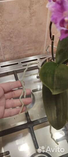 Орхидея фаленопсис бабочка sakura piloric