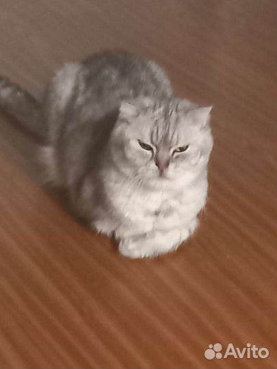 Шотландский вислоухий кот бесплатно