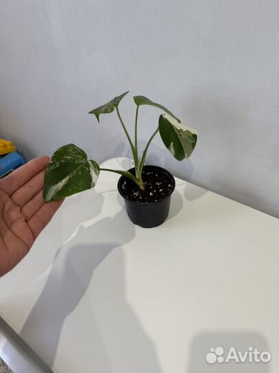 Монстера альба макушка