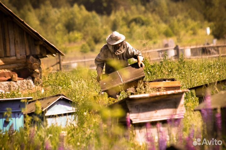 Продам пчелосемьи, пчелопакеты
