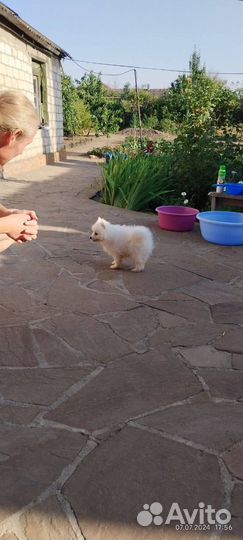 Японский шпиц щенки