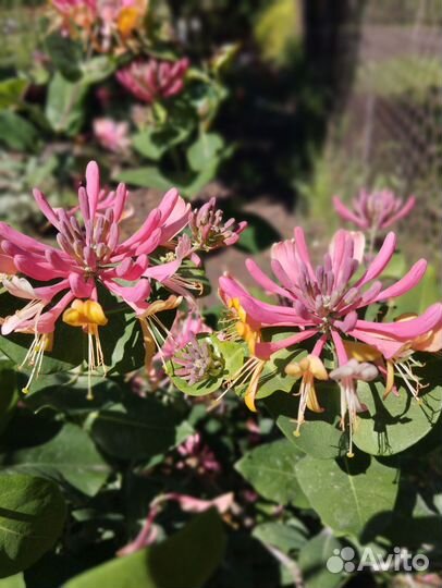 Каприфоль,лиана