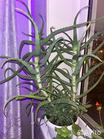 Комнатные цветы алоэ