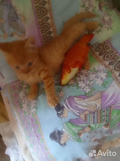 Котики бесплатно