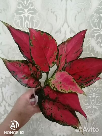 Аглаонемы 2