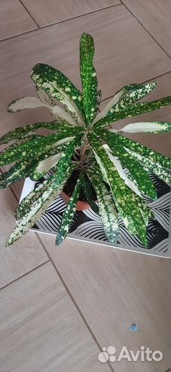 Кодиеум кротон