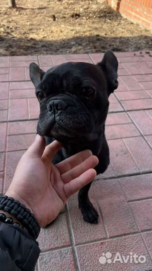 Передержка домашних животных