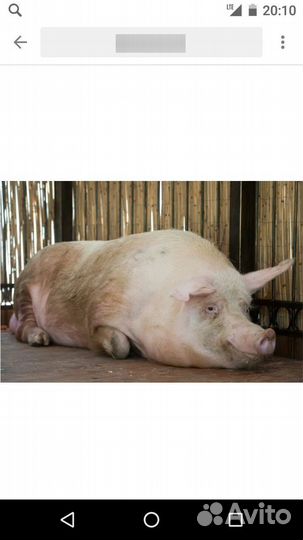 Продам хряка