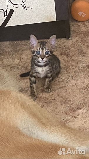 Бенгальский котенок (мальчик)