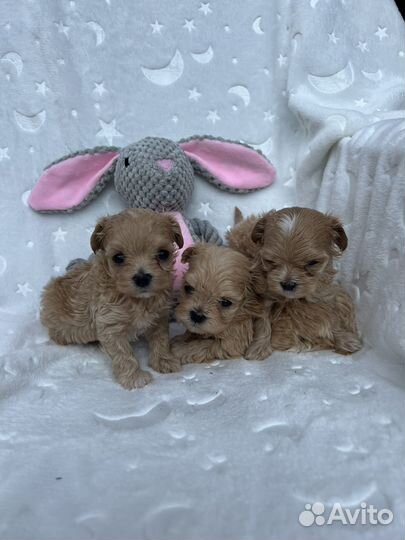 Щенки мальтипу f1 mini