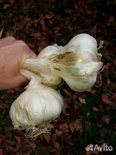 Чеснок Рокамболь на посадку