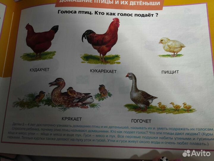 Альбом по развитию речи 3-6 лет